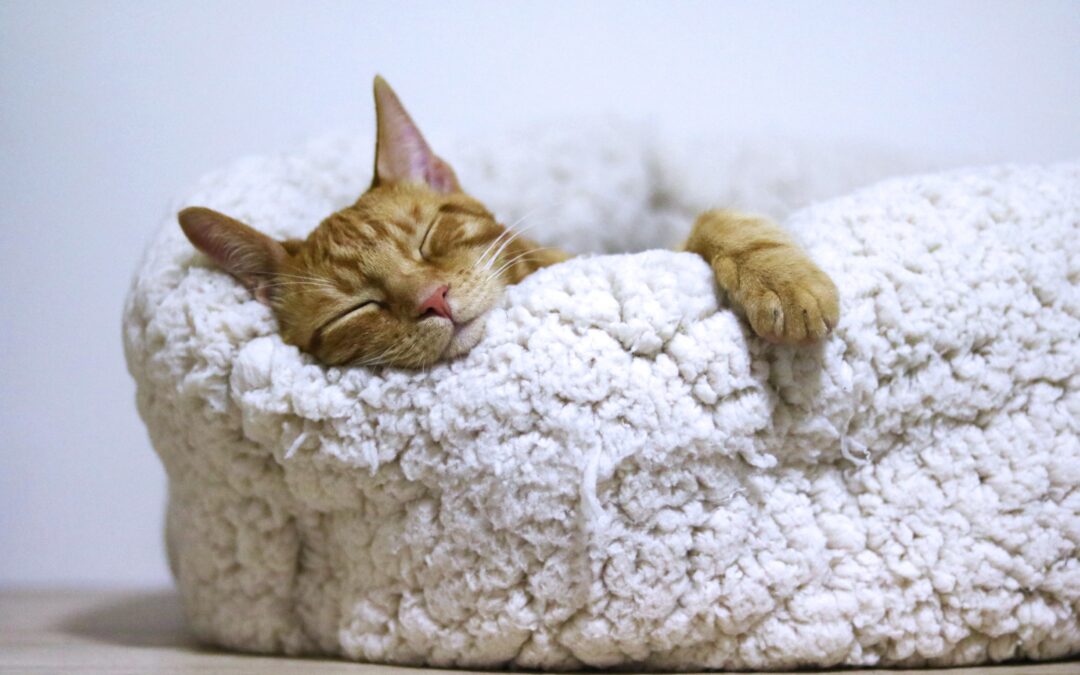 Sleep – What a beautiful thing